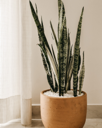 plant